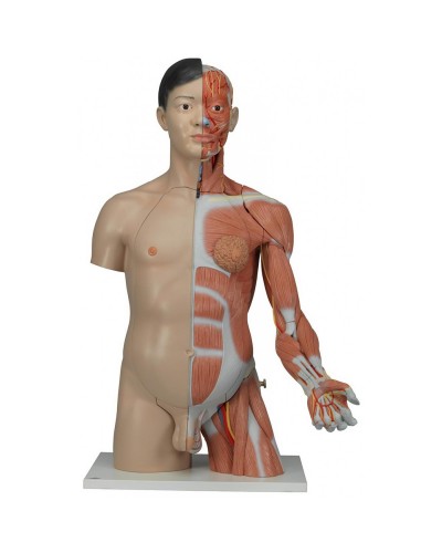 Life-Size Asian Dual Sex Torso with muscular arm, 33-part
